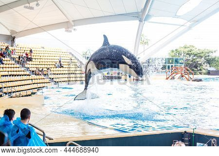 Puerto De La Cruz, Tenerife, Spain - January 7, 2020: Jumping Grampus At Oceanarium Of Loro Parque I