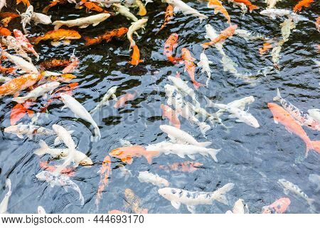 Koi Fish With Water Ripple, Orange And White Fish In The Pond