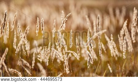 Cereal field with yellow ripe spikelets closeup with blurred background. Wheat grain in farmaland with beautiful sunlight