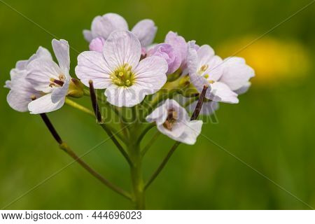 Cuckoo Flower (cardamine Pratensis)