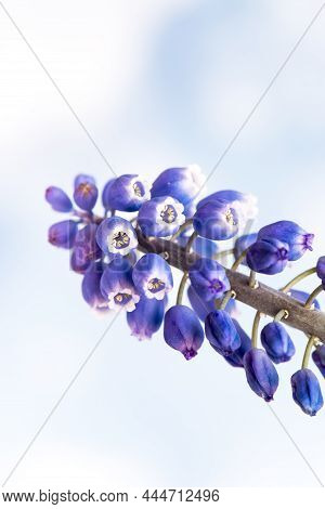 Single Grape Hyacinth Against Cloudy Sky. Single Strand Of Purple Flower