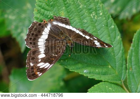 Closeup Of A White Admiral Butterfly, , Limenitis Camilla With Open Wings On A Green Leaf