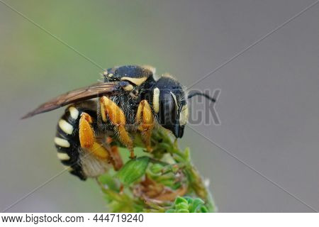 Closeup Of A Female Of The Colorful But Endangered Interrupted Resin-leafcutter, Trachusa Interrupta