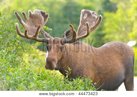 Лоси в бархат кормления в пустыне