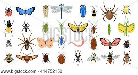 Set Of Different Varicoloured Insects On White Background. Vector Collection Butterflies, Spiders, W