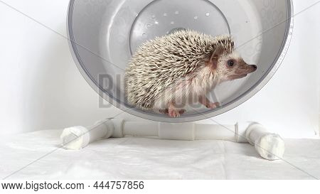 Small Hedgehog In Rodent Wheel On White Background. Home Care For Hedgehog Pet.