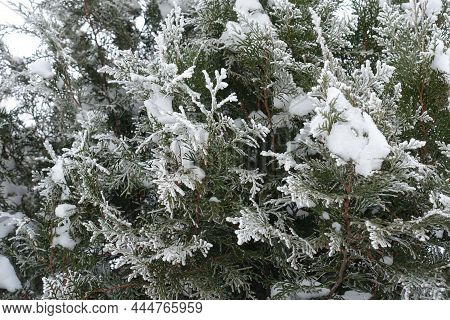 Thuja Occidentalis Covered With Hoarfrost And Snow In Mid January
