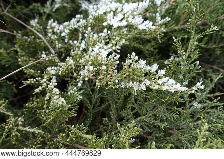 Hoar Frost On Branch Of Juniper In Mid January