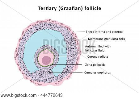 Normal Phases Of Menstrual Cycle, Female Reproductive System