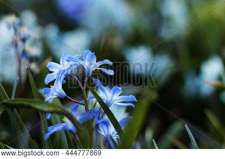 Blue And White Scylla Flowers In Early Spring, Closeup, Blurred Background