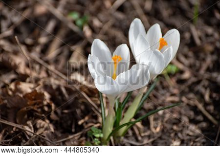 First Spring Flowers, Blossom Of White Crocusses