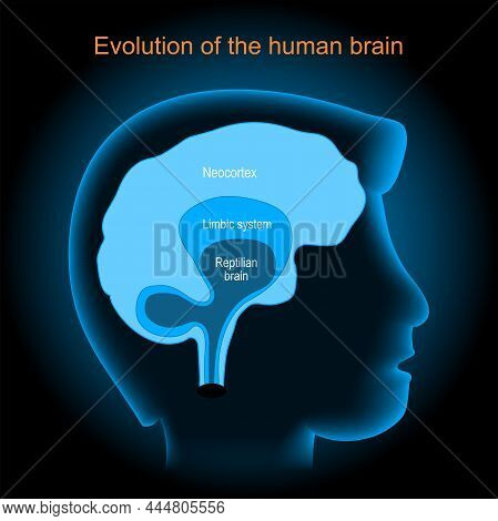 Brain Evolution. Neocortex, Reptilian Brain, And Limbic System. Human's Head With Brain On Dark Back