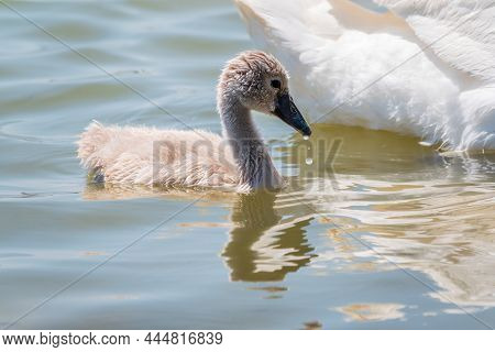 Beautiful Baby Cygnet Mute Swan Fluffy Grey And White Chicks. Springtime New Born Wild Swans Birds I