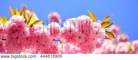 Spring Banner, Blossom Background. Cherry Blossom. Blossom Tree Over Nature Background. Sacura Cherr