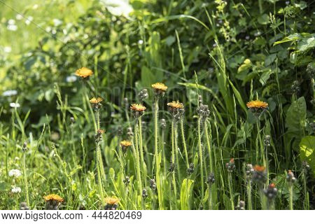 Flowering Hawkweed Plants With Hairy Stems And Orange Petals In A Meadow