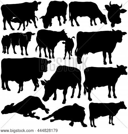 Set Of Silhouetted Cows - Black Illustrations Isolated On White Background, Vector