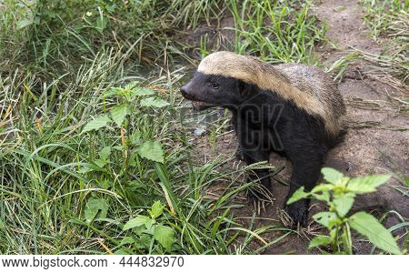African Honey Badger Or Mellivora Capensis In South Africa