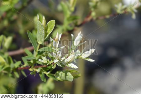 Dwarf Flamingo Willow Hakuro Nishiki - Latin Name - Salix Integra Hakuro Nishiki
