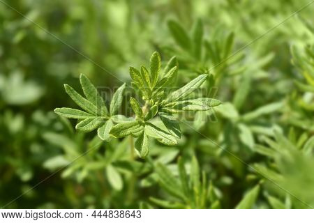 Shrubby Cinquefoil Goldfinger Leaves - Latin Name - Potentilla Fruticosa Goldfinger