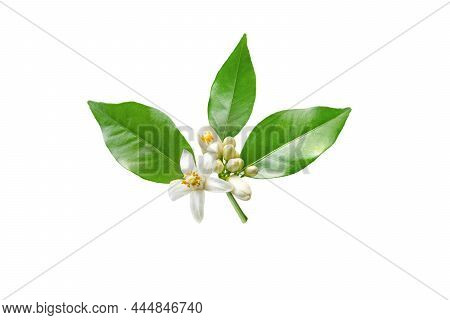 Orange Tree Branch With White Flowers And Buds Isolated On White. Neroli Blossom. Citrus Bloom.