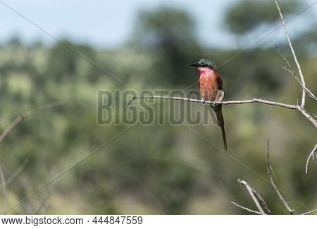 Lilac Roller Bird In Africa Kruger National Park