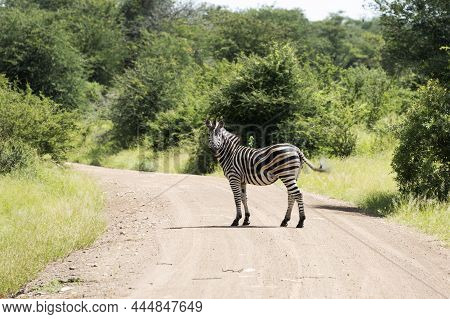 Zebraon The Road In The Kruger National Reserve  In South Africa