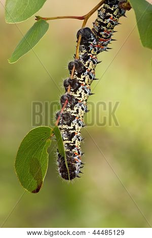 Mopane Worm su foglia