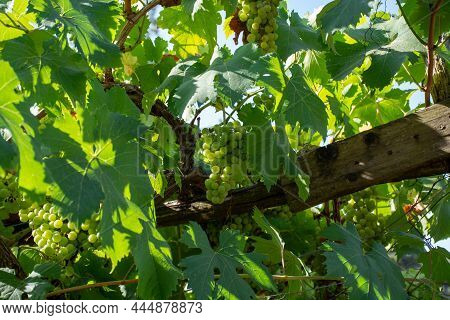 Bunches Of White Wine Grapes Ripening On Vineyards Near Terracina, Lazio, Italy