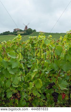 View On Moulin De Verzenay And Green Pinot Noir Grand Cru Vineyards Of Famous Champagne Houses In Mo