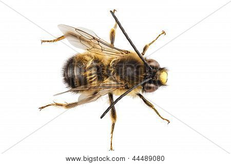 Biene Arten Eucera Longicornis gemeinsamen Namen einsame Miner Bee