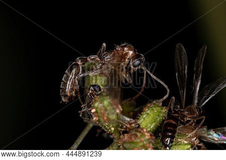 Adult Male Winged Ant Of The Genus Pseudomyrmex