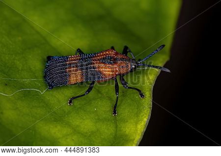 Adult Leaf Beetle Of The Tribe Chalepini