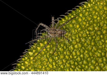 Small Wolf Spider Of The Superfamily Lycosoidea