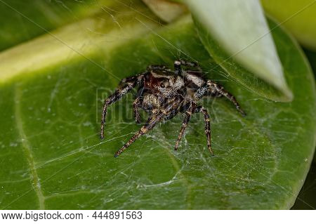 Adult Male Jumping Spider Of The Subtribe Dendryphantina