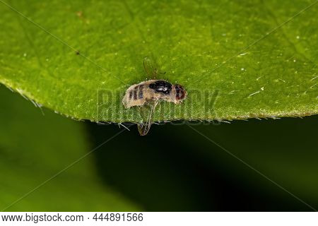 Dead Adult Acalyptrate Fly Of The Zoosubsection Acalyptratae With Fungus