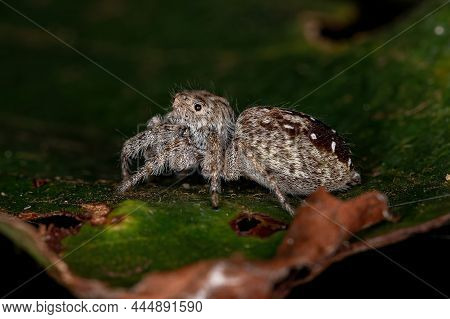 Adult Female Jumping Spider Of The Subtribe Dendryphantina