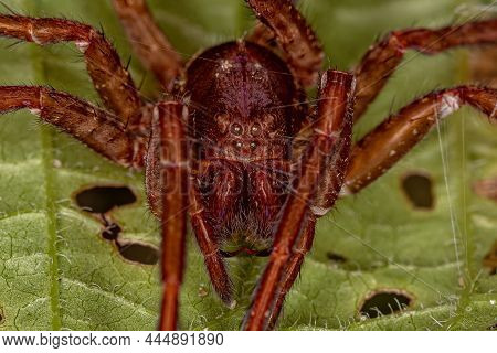 Wandering Spider Exuviae Of The Family Ctenidae