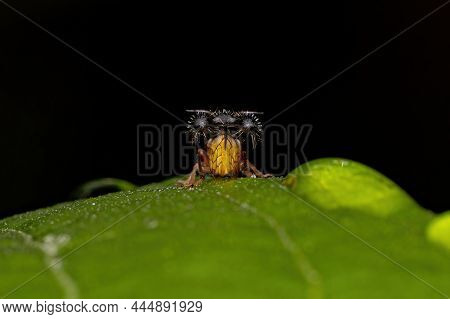 Adult Ant-mimicking Treehopper Of The Species Cyphonia Clavigera