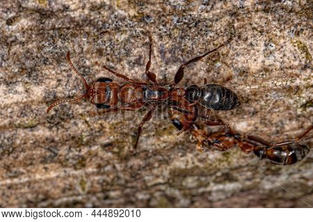 Adult Female Twig Ant Of The Genus Pseudomyrmex