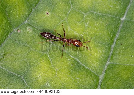 Adult Female Twig Ant Of The Genus Pseudomyrmex