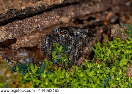 Small Jumping Spider Of The Genus Corythalia