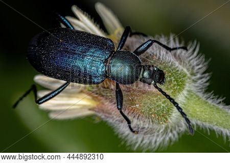 Adult Comb-clawed Darkling Beetle Of The Subtribe Xystropodina On A Tridax Daisy Flower Of The Speci