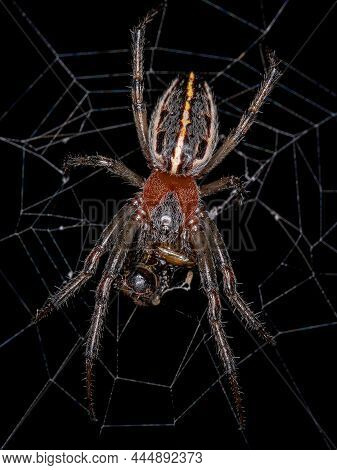Adult Classic Orbweaver Of The Species Alpaida Veniliae
