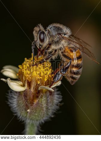 Adult Western Honey Bee Of The Species Apis Mellifera On A Tridax Daisy Flower Of The Species Tridax