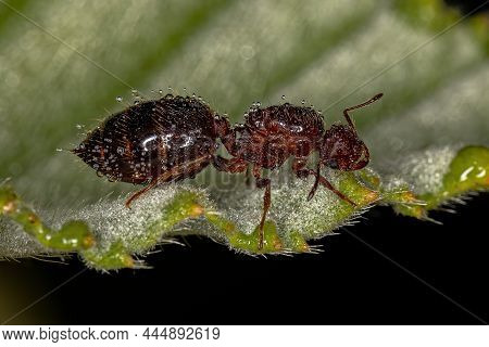 Adult Female Winged Cocktail Queen Ant Of The Genus Crematogaster