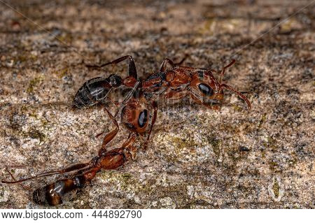 Adult Female Twig Ant Of The Genus Pseudomyrmex