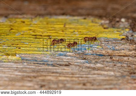 Adult Higher Myrmicine Ants Of The Genus Wasmannia