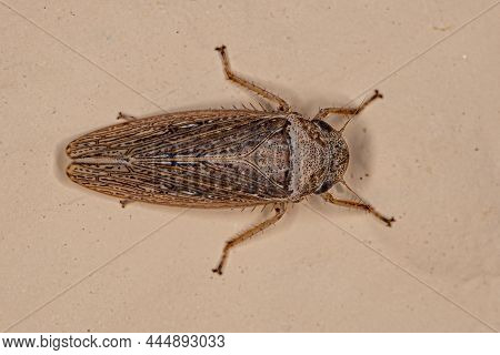 Adult Typical Leafhopper Of The Species Sordana Sordida