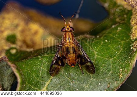 Adult Horse Fly Of The Genus Chrysops