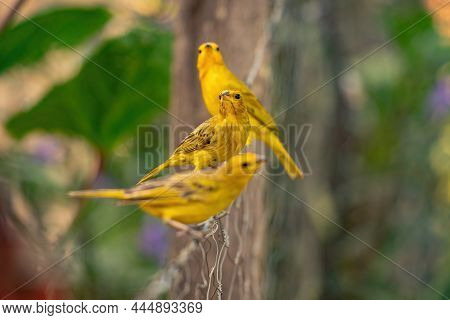 Saffron Finch Bird Of The Species Sicalis Flaveola